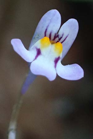 Cymbalaria longipes \ Langstieliges Zimbelkraut / Long-peduncle Toadflax, Rhodos/Rhodes Lindos 25.3.2023