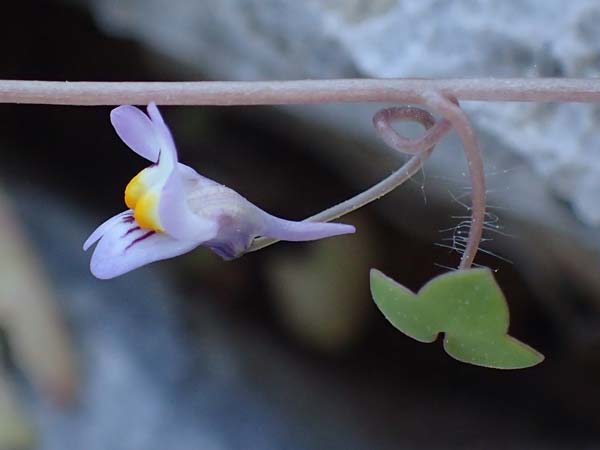 Cymbalaria longipes \ Langstieliges Zimbelkraut / Long-peduncle Toadflax, Rhodos/Rhodes Lindos 25.3.2023