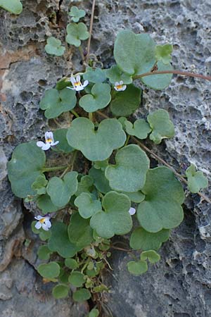Cymbalaria longipes \ Langstieliges Zimbelkraut / Long-peduncle Toadflax, Rhodos/Rhodes Lindos 25.3.2023