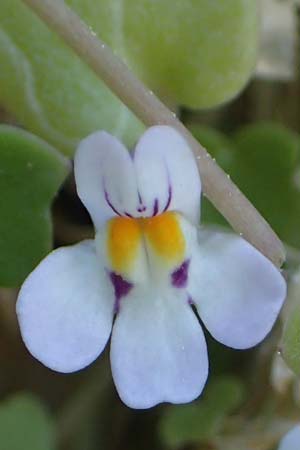 Cymbalaria longipes \ Langstieliges Zimbelkraut / Long-peduncle Toadflax, Rhodos/Rhodes Lindos 25.3.2023