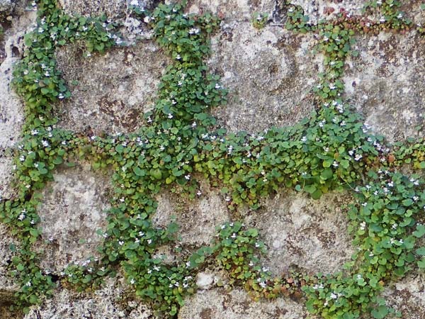 Cymbalaria longipes \ Langstieliges Zimbelkraut / Long-peduncle Toadflax, Rhodos/Rhodes City 28.3.2023
