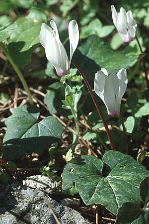 Cyclamen repandum subsp. rhodense \ Rhodos-Alpenveilchen / Rhodian Cyclamen, Rhodos/Rhodes Kolymbia 20.3.2005
