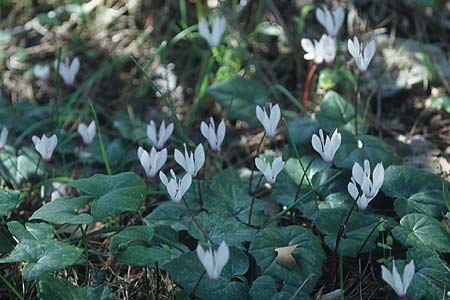 Cyclamen repandum subsp. rhodense \ Rhodos-Alpenveilchen / Rhodian Cyclamen, Rhodos/Rhodes Kolymbia 20.3.2005