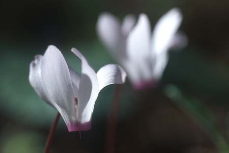 Cyclamen repandum subsp. rhodense \ Rhodos-Alpenveilchen / Rhodian Cyclamen, Rhodos/Rhodes Kolymbia 20.3.2005
