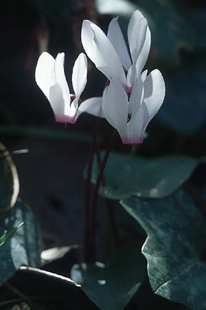 Cyclamen repandum subsp. rhodense \ Rhodos-Alpenveilchen / Rhodian Cyclamen, Rhodos/Rhodes Kolymbia 20.3.2005