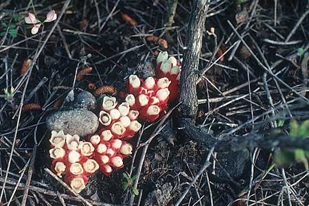 Cytinus hypocistis subsp. clusii \ Roter Zistrosen-W�rger, Kreta-Zistrosen-W�rger / Cytinus, Rhodos/Rhodes Arnitha 27.4.1987