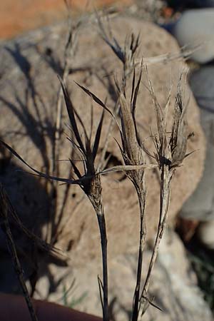 Dianthus crinitus \ Langhaarige Nelke / Long-Haired Pink, Rhodos/Rhodes Haraki 15.3.2023