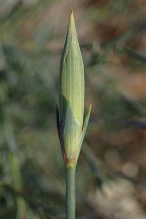 Dianthus crinitus \ Langhaarige Nelke / Long-Haired Pink, Rhodos/Rhodes Haraki 15.3.2023