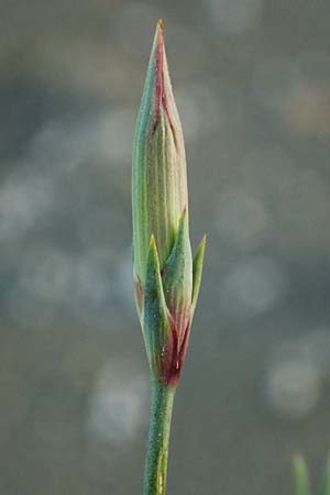 Dianthus crinitus \ Langhaarige Nelke / Long-Haired Pink, Rhodos/Rhodes Haraki 15.3.2023