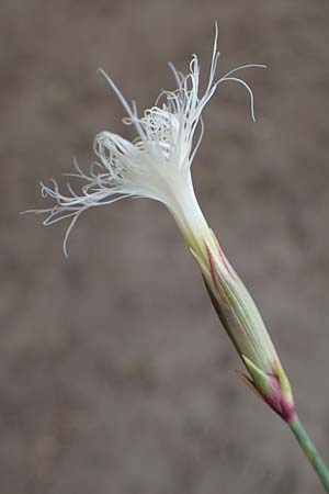 Dianthus crinitus \ Langhaarige Nelke / Long-Haired Pink, Rhodos/Rhodes Haraki 31.3.2023