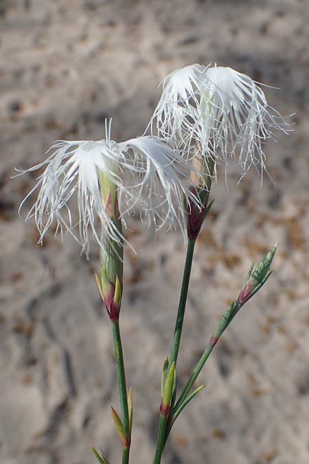 Dianthus crinitus \ Langhaarige Nelke / Long-Haired Pink, Rhodos/Rhodes Haraki 6.4.2023