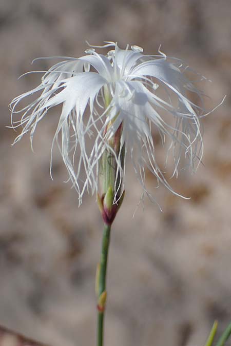 Dianthus crinitus \ Langhaarige Nelke / Long-Haired Pink, Rhodos/Rhodes Haraki 6.4.2023