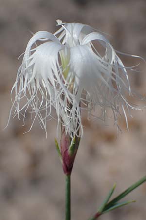 Dianthus crinitus \ Langhaarige Nelke / Long-Haired Pink, Rhodos/Rhodes Haraki 6.4.2023