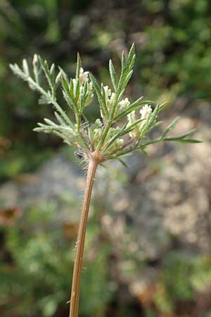 Daucus involucratus \ Vielh�llige M�hre / Star Carrot, Rhodos/Rhodes Lahania 3.4.2019