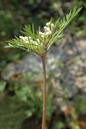 Daucus involucratus \ Vielh�llige M�hre / Star Carrot, Rhodos/Rhodes Lahania 3.4.2019
