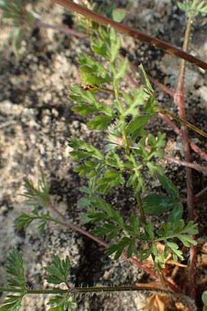 Daucus involucratus \ Vielh�llige M�hre / Star Carrot, Rhodos/Rhodes Lahania 3.4.2019