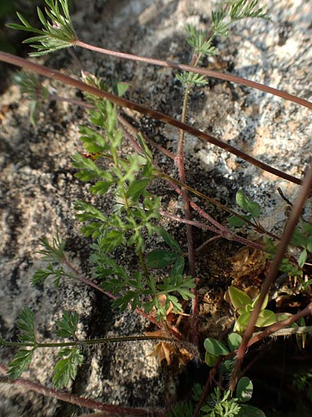 Daucus involucratus \ Vielh�llige M�hre / Star Carrot, Rhodos/Rhodes Lahania 3.4.2019