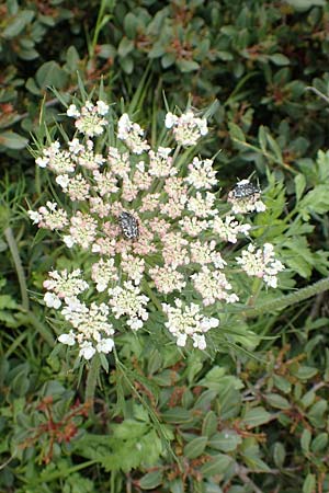 Daucus carota subsp. maximus \ Riesen-M�hre / Bird's Nest, Rhodos/Rhodes Kattavia 1.4.2019