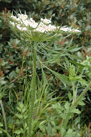 Daucus carota subsp. maximus \ Riesen-M�hre / Bird's Nest, Rhodos/Rhodes Kattavia 1.4.2019