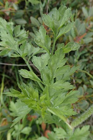 Daucus carota subsp. maximus \ Riesen-M�hre / Bird's Nest, Rhodos/Rhodes Kattavia 1.4.2019