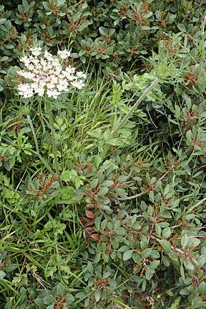 Daucus carota subsp. maximus \ Riesen-M�hre / Bird's Nest, Rhodos/Rhodes Kattavia 1.4.2019
