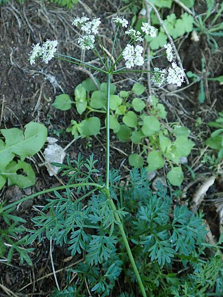 Bunium ferulaceum \ Fenchel-Erdkastanie / Fennel Pignut, Rhodos/Rhodes Profitis Ilias 25.3.2019