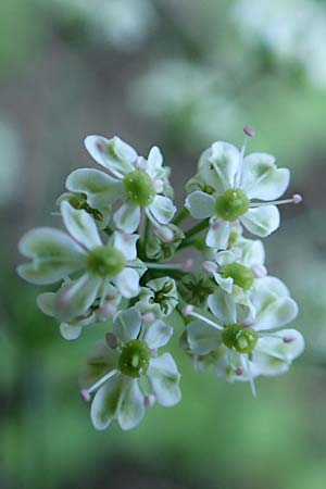 Bunium ferulaceum \ Fenchel-Erdkastanie / Fennel Pignut, Rhodos/Rhodes Profitis Ilias 25.3.2019