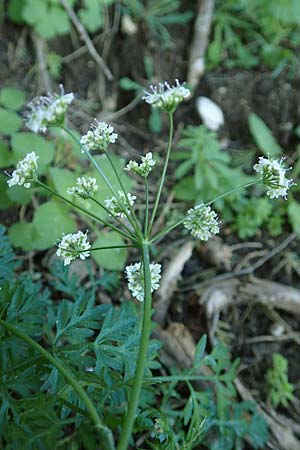 Bunium ferulaceum \ Fenchel-Erdkastanie / Fennel Pignut, Rhodos/Rhodes Profitis Ilias 25.3.2019