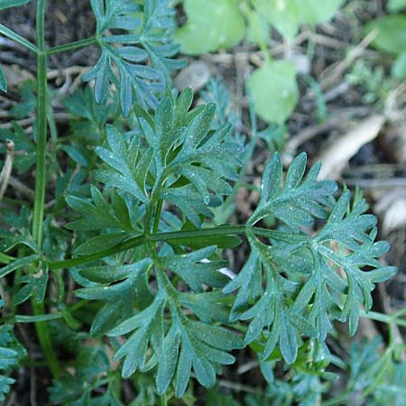 Bunium ferulaceum \ Fenchel-Erdkastanie / Fennel Pignut, Rhodos/Rhodes Profitis Ilias 25.3.2019