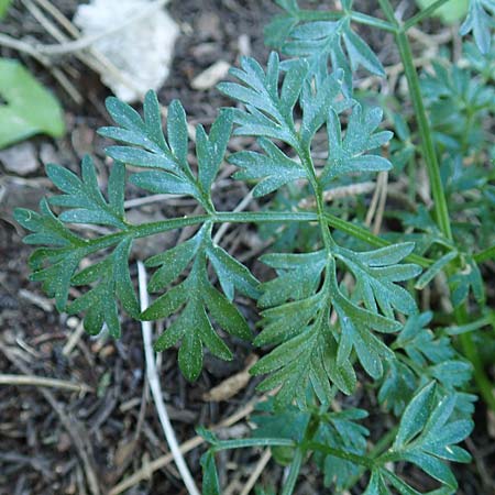 Bunium ferulaceum \ Fenchel-Erdkastanie / Fennel Pignut, Rhodos/Rhodes Profitis Ilias 25.3.2019