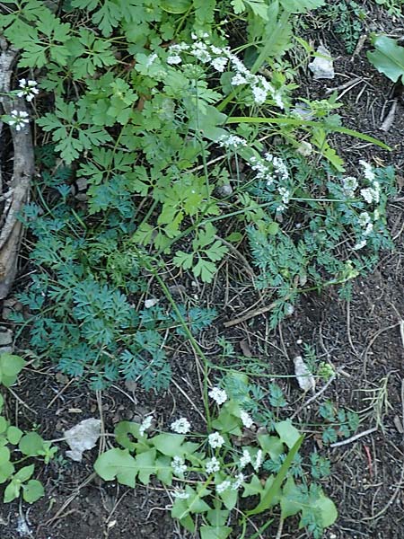 Bunium ferulaceum \ Fenchel-Erdkastanie / Fennel Pignut, Rhodos/Rhodes Profitis Ilias 25.3.2019