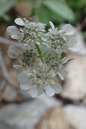 Tordylium apulum \ Apulische Zirmet / Mediterranean Hartwort, Rhodos Tsambika 30.3.2019