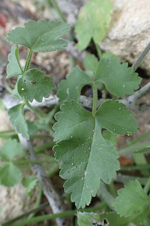 Tordylium apulum \ Apulische Zirmet / Mediterranean Hartwort, Rhodos Tsambika 30.3.2019
