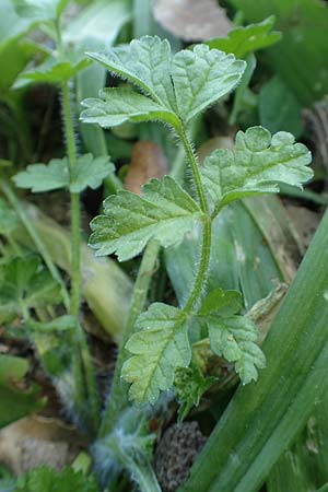 Tordylium apulum \ Apulische Zirmet / Mediterranean Hartwort, Rhodos Profitis Ilias 2.4.2019