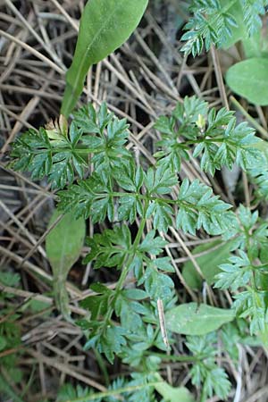 Bunium ferulaceum \ Fenchel-Erdkastanie / Fennel Pignut, Rhodos/Rhodes Profitis Ilias 2.4.2019