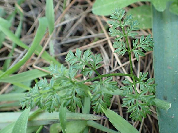 Bunium ferulaceum \ Fenchel-Erdkastanie / Fennel Pignut, Rhodos/Rhodes Profitis Ilias 2.4.2019