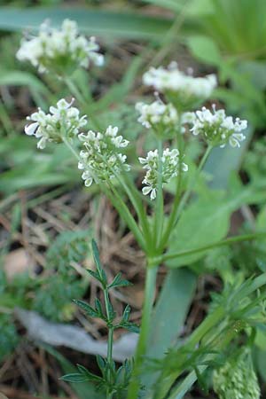 Bunium ferulaceum \ Fenchel-Erdkastanie / Fennel Pignut, Rhodos/Rhodes Profitis Ilias 2.4.2019