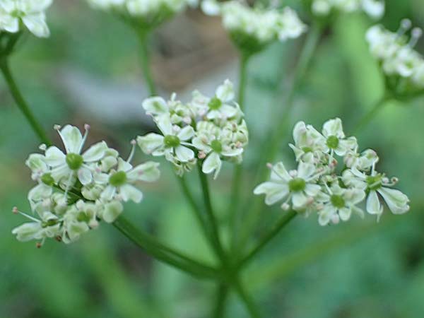 Bunium ferulaceum \ Fenchel-Erdkastanie / Fennel Pignut, Rhodos/Rhodes Profitis Ilias 2.4.2019