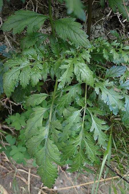 Scrophularia heterophylla \ Verschiedenblttrige Braunwurz / Cut-Leaved Figwort, Rhodos Archangelos 17.3.2023