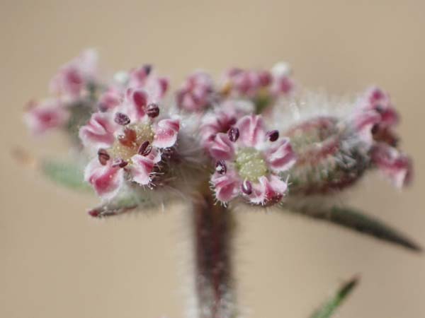 Daucus pumilus \ Zwerg-Mhre, Falscher Breitsame / False Orlaya, Small Carrot, Rhodos Agathi Beach 26.3.2023