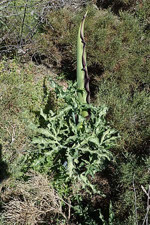 Dracunculus vulgaris \ Schlangenwurz, Drachenwurz / Voodoo Lily, Rhodos Agathi Beach 26.3.2023