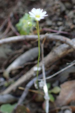 Draba verna agg. \ Frhlings-Hungerblmchen / Common Whitlowgrass, Rhodos Moni Artamiti 27.3.2023