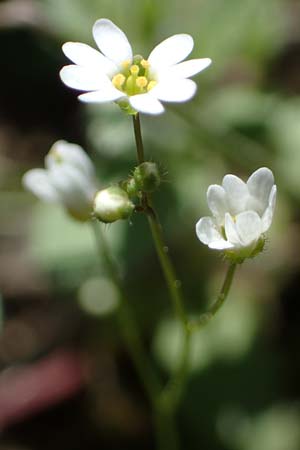 Draba verna agg., Frühlings-Hungerblümchen