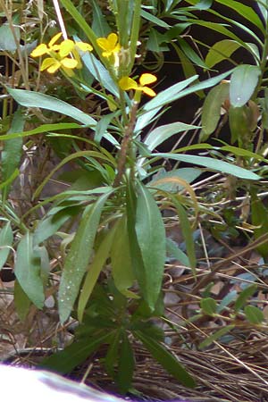 Erysimum rhodium \ Rhodischer Sch�terich / Rhodian Treacle Mustard, Rhodos/Rhodes Attaviros 24.3.2023
