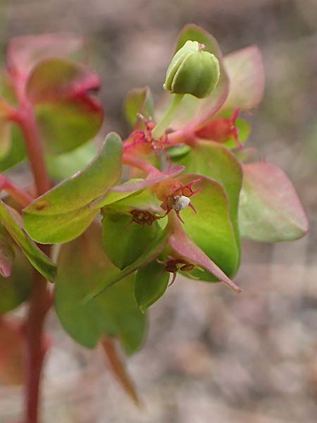 Euphorbia peplus \ Garten-Wolfsmilch / Petty Spurge, Rhodos Moni Artamiti 16.3.2023