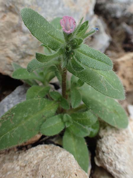 Echium parviflorum \ Kleinbl&uuml;tiger Natternkopf / Small Flowered Bugloss, Rhodos/Rhodes Tsambika 30.3.2019