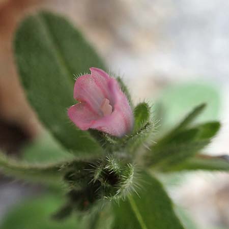 Echium parviflorum \ Kleinbl&uuml;tiger Natternkopf / Small Flowered Bugloss, Rhodos/Rhodes Tsambika 30.3.2019