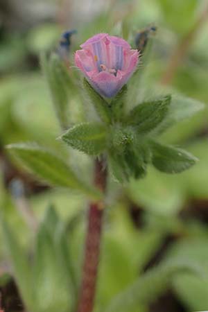 Echium parviflorum \ Kleinbl&uuml;tiger Natternkopf / Small Flowered Bugloss, Rhodos/Rhodes Tsambika 30.3.2019