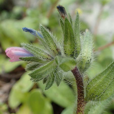 Echium parviflorum \ Kleinbl&uuml;tiger Natternkopf / Small Flowered Bugloss, Rhodos/Rhodes Tsambika 30.3.2019