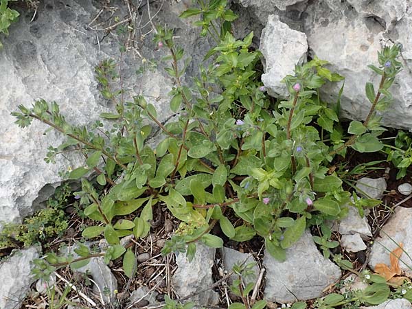 Echium parviflorum \ Kleinbl&uuml;tiger Natternkopf / Small Flowered Bugloss, Rhodos/Rhodes Tsambika 30.3.2019